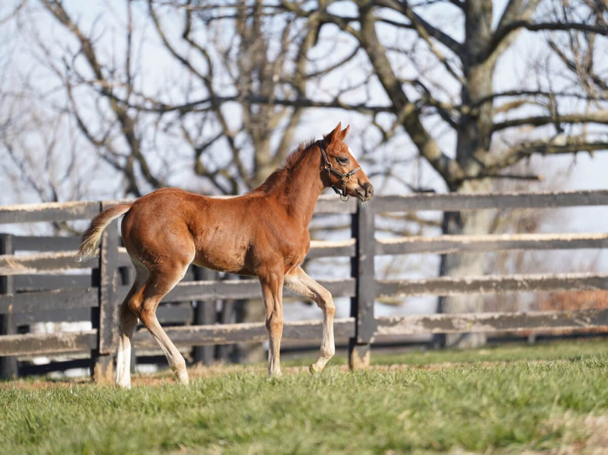 Annie Go Lightly filly | Pictured at 42 days old | Bred by Sequel Thoroughbreds & Magnolia Mares | Nicole Finch photo