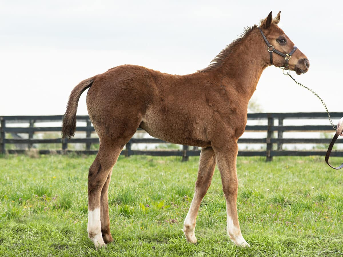 Sunandsea colt | Pictured at 2 1/2 months | Bred by Joshua Phillips