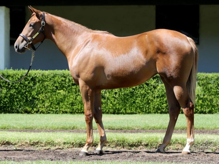 $85,000 at F-T California | Filly o/o Imperial Pippin | Purchased by Juan Garcia | Courtesy Fasig-Tipton