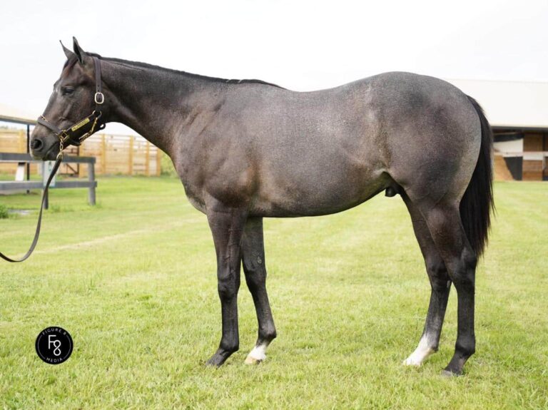 $70,000 at KEESEP | Colt o/o Bettyfromtheblock | Purchased by C&K Stables | Courtesy Keeneland