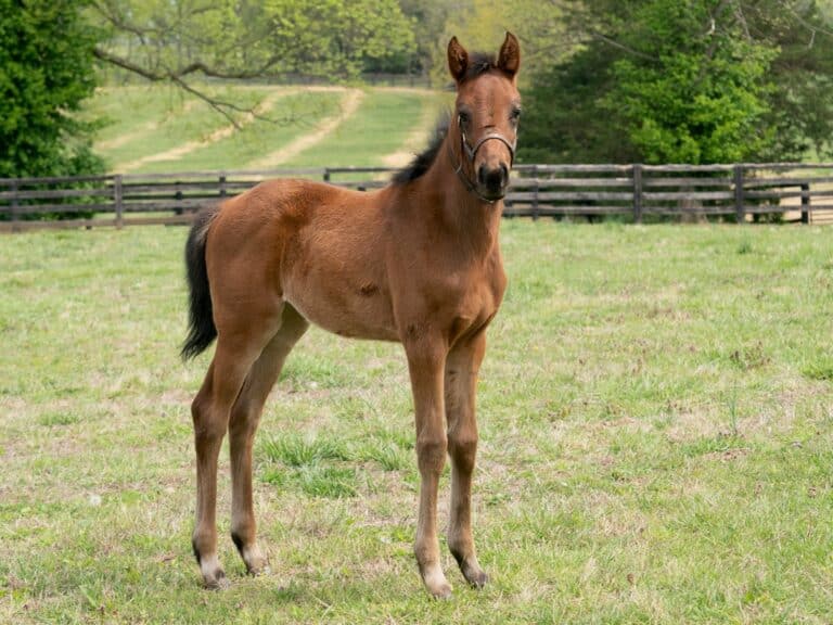 Jenny June filly | Pictured at 50 days old | Bred by Deann Baer & Greg Baer DVM | Mathea Kelly photo