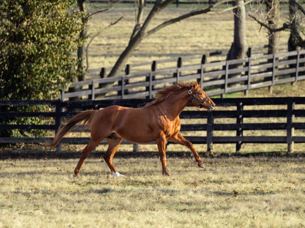 Known Agenda | 2022 at Spendthrift | Nicole Finch photo