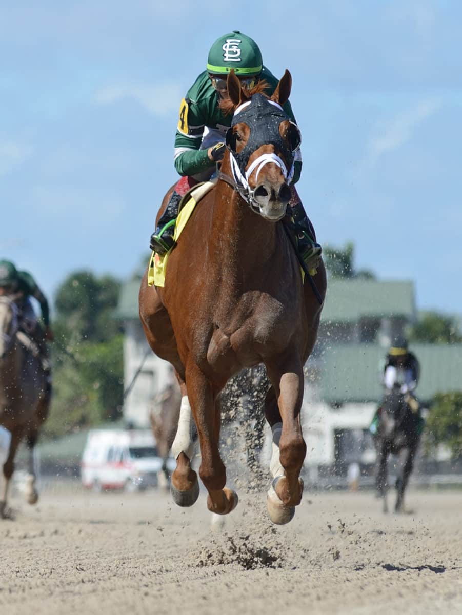 Allowance 2021 at Gulfstream Park | Coglianese Photo