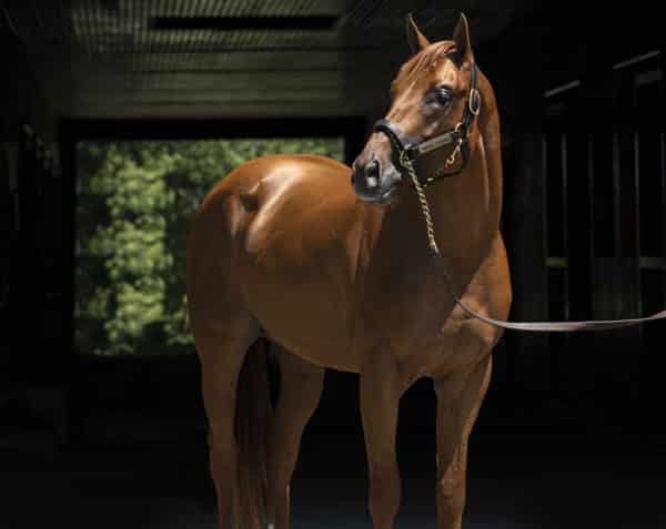 Known Agenda at Spendthrift Farm | Autry Graham photo