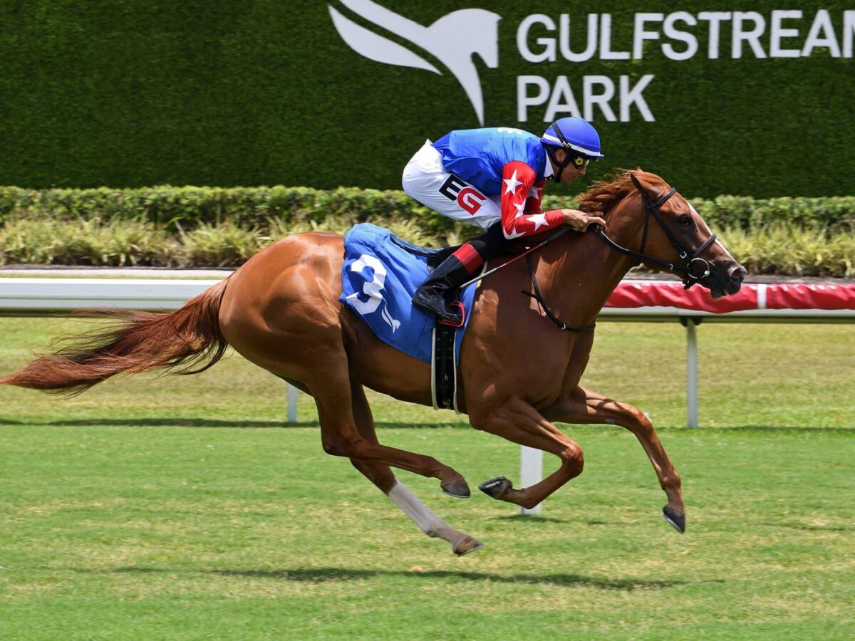 1st Winner: 2yo filly Pure Eloquence romps by 5 on debut in a MdSpWt race at Gulfstream | Coglianese photo