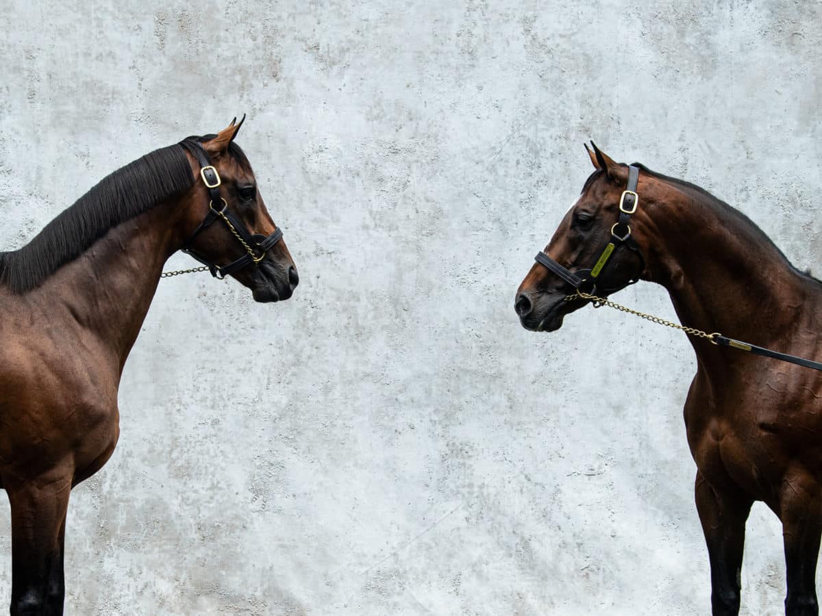 Spendthrift announces '22 stallion roster & fees, featuring 4 new