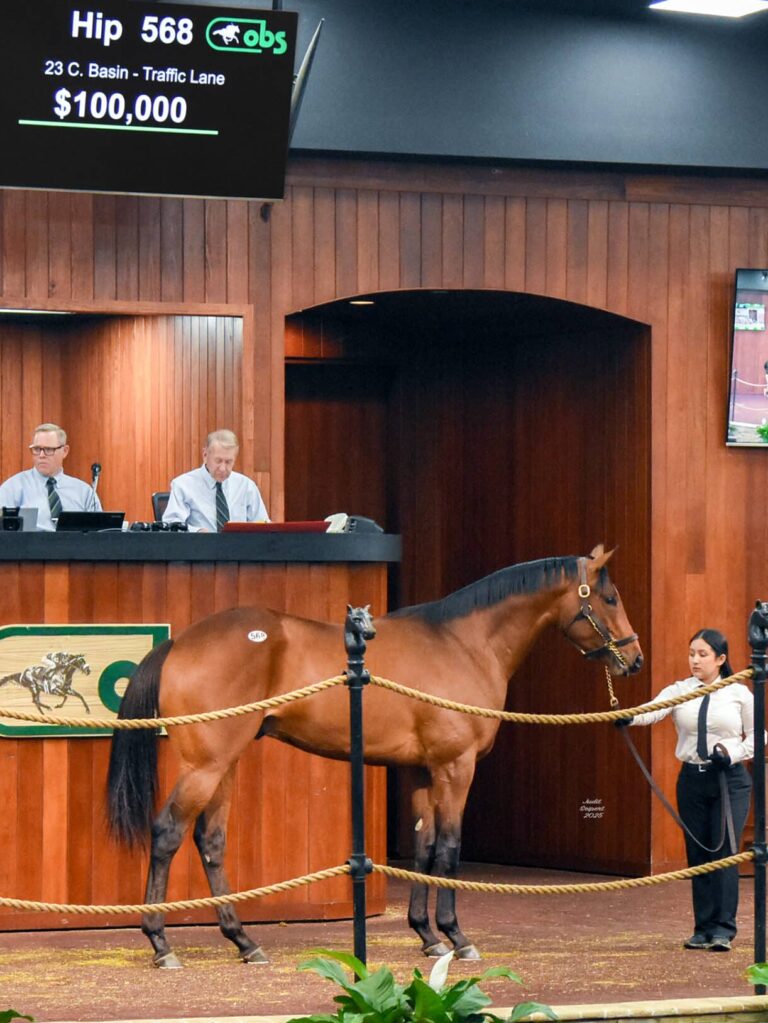 $100,000 at '25 OBSAPR | Colt o/o Traffic Lane breezed 21 flat | Purchased by Clear Stars Stable & Mitre Box Stable | Judit Seipert photo