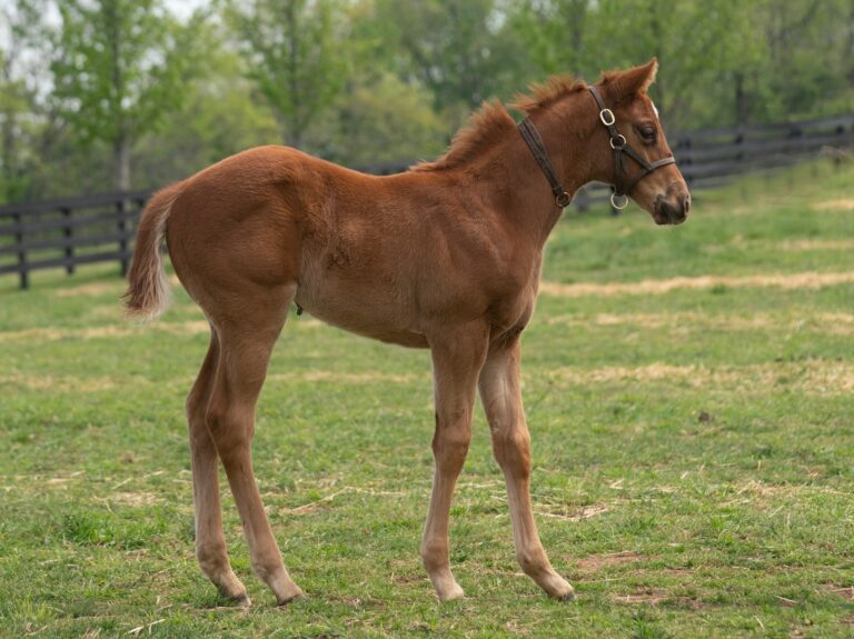 Magic Belle filly | Pictured at 45 days old | Bred by Burleson Farms | Mathea Kelly photo