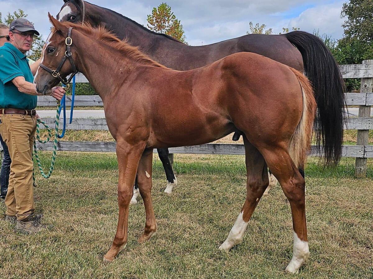Rush to War colt | Pictured at 5 months | Bred by Daniel & Patricia Yates