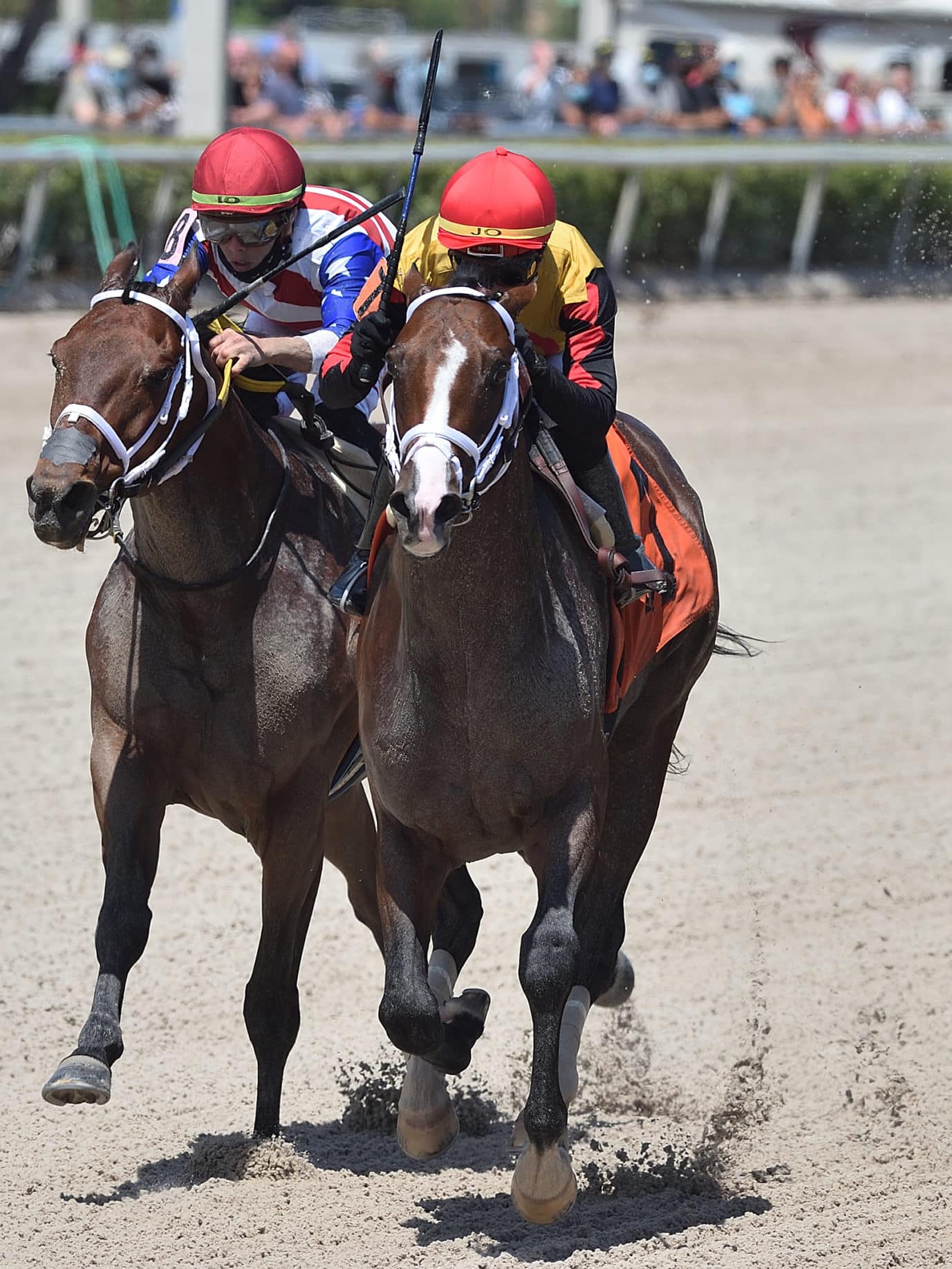 Basin Thoroughbred Stallion At Spendthrift Farm Ky