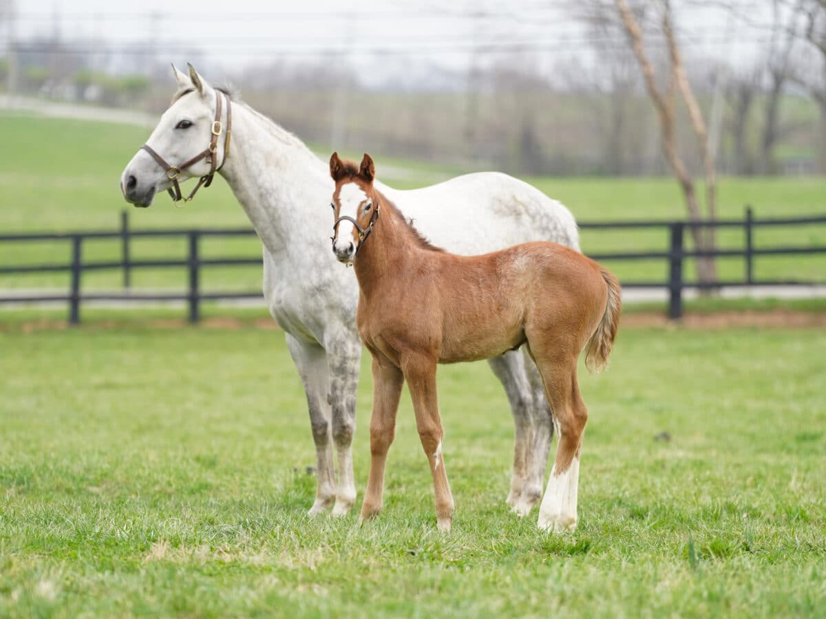 Celsius filly | Pictured at 36 days old