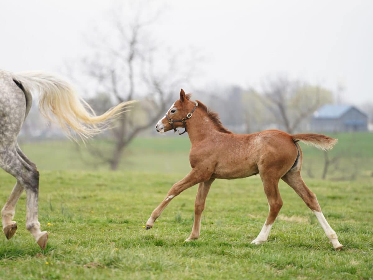 Celsius filly | Pictured at 36 days old