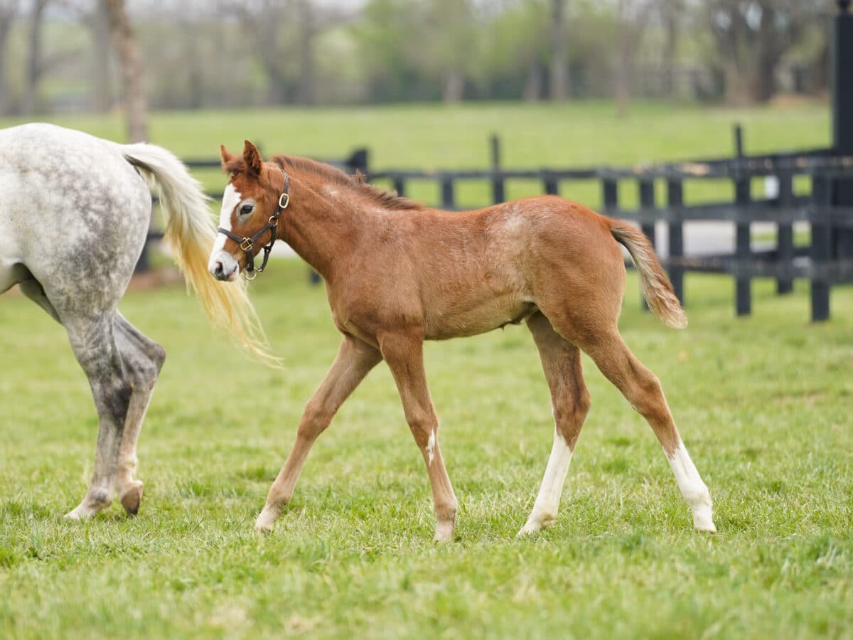 Celsius filly | Pictured at 36 days old