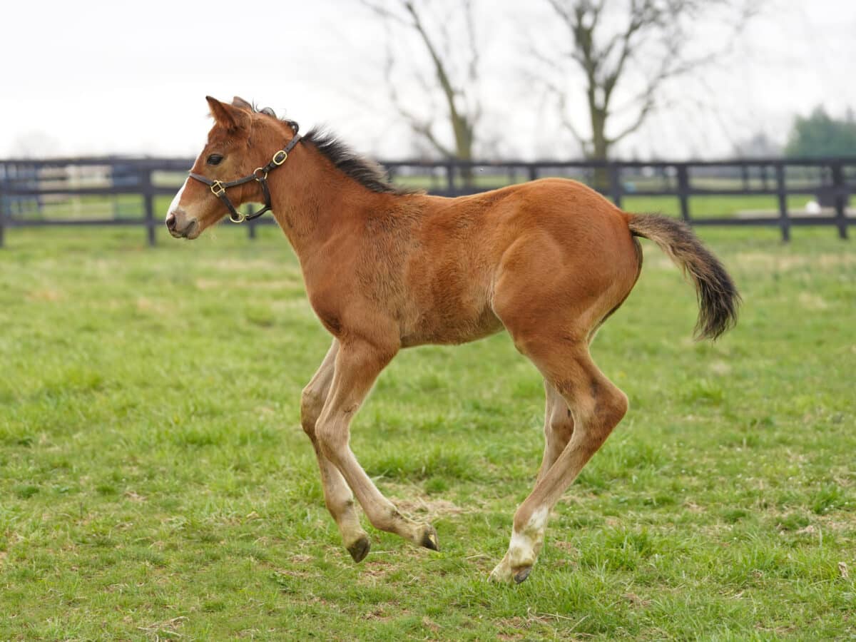 Copper colt | Pictured at 37 days old