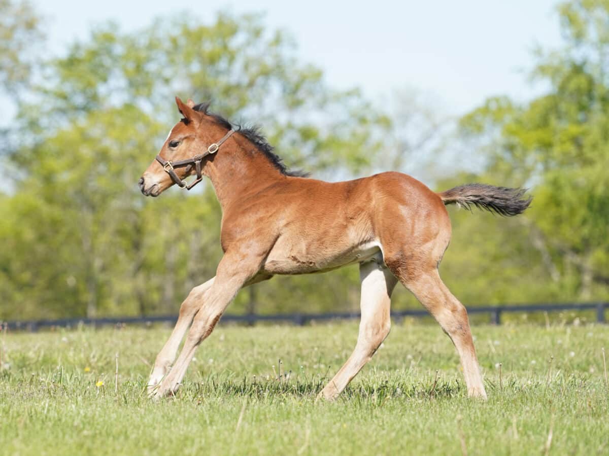 Gemmizell colt | Pictured at 30 days old