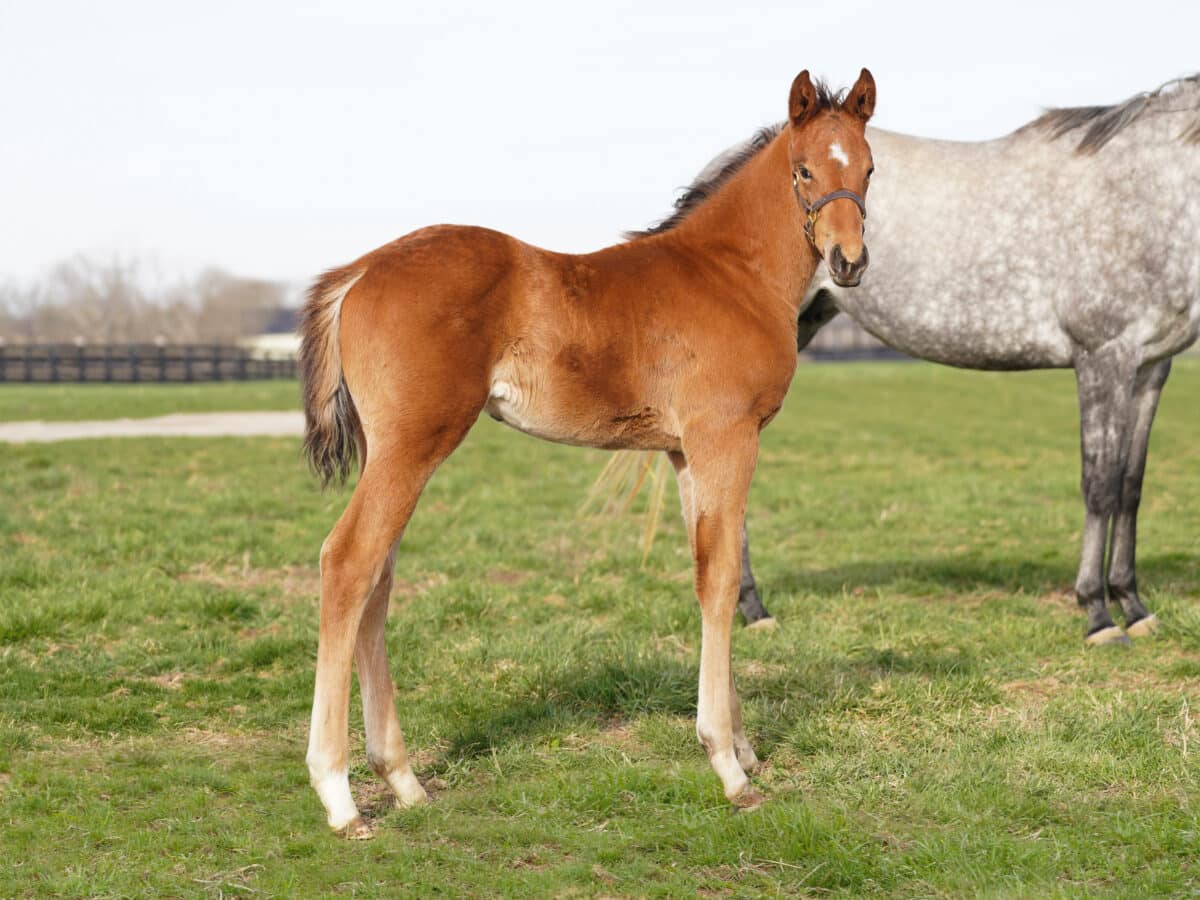 Memento colt | Pictured at 45 days old