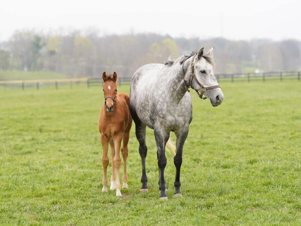 Somewhere colt | Pictured at 65 days old