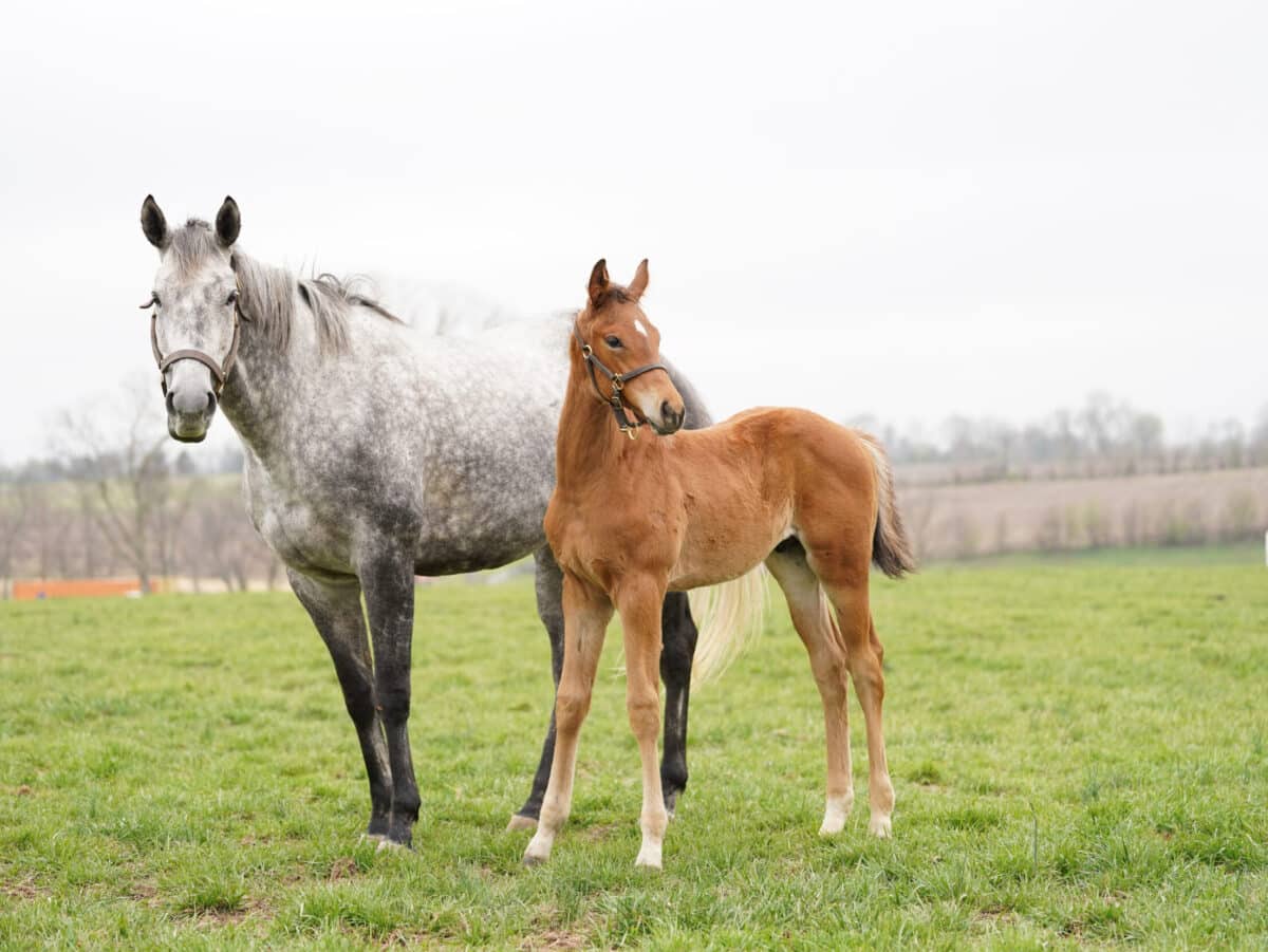 Somewhere colt | Pictured at 65 days old