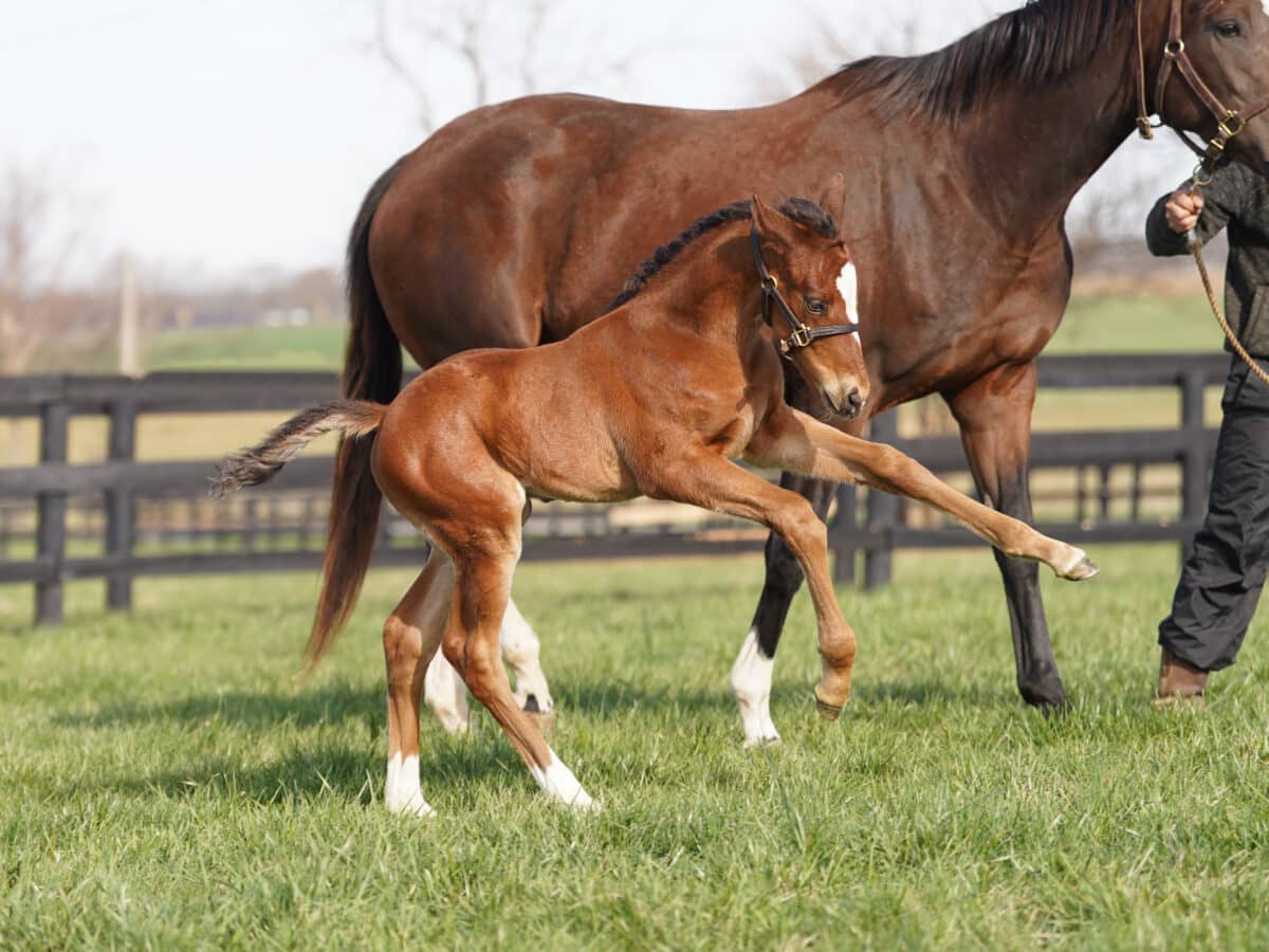 La Belle du Jour colt | Pictured at 29 days old