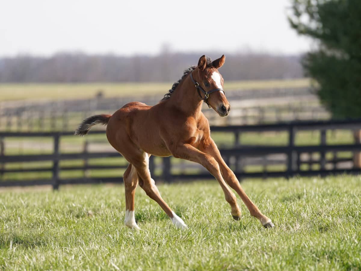 La Belle du Jour colt | Pictured at 29 days old