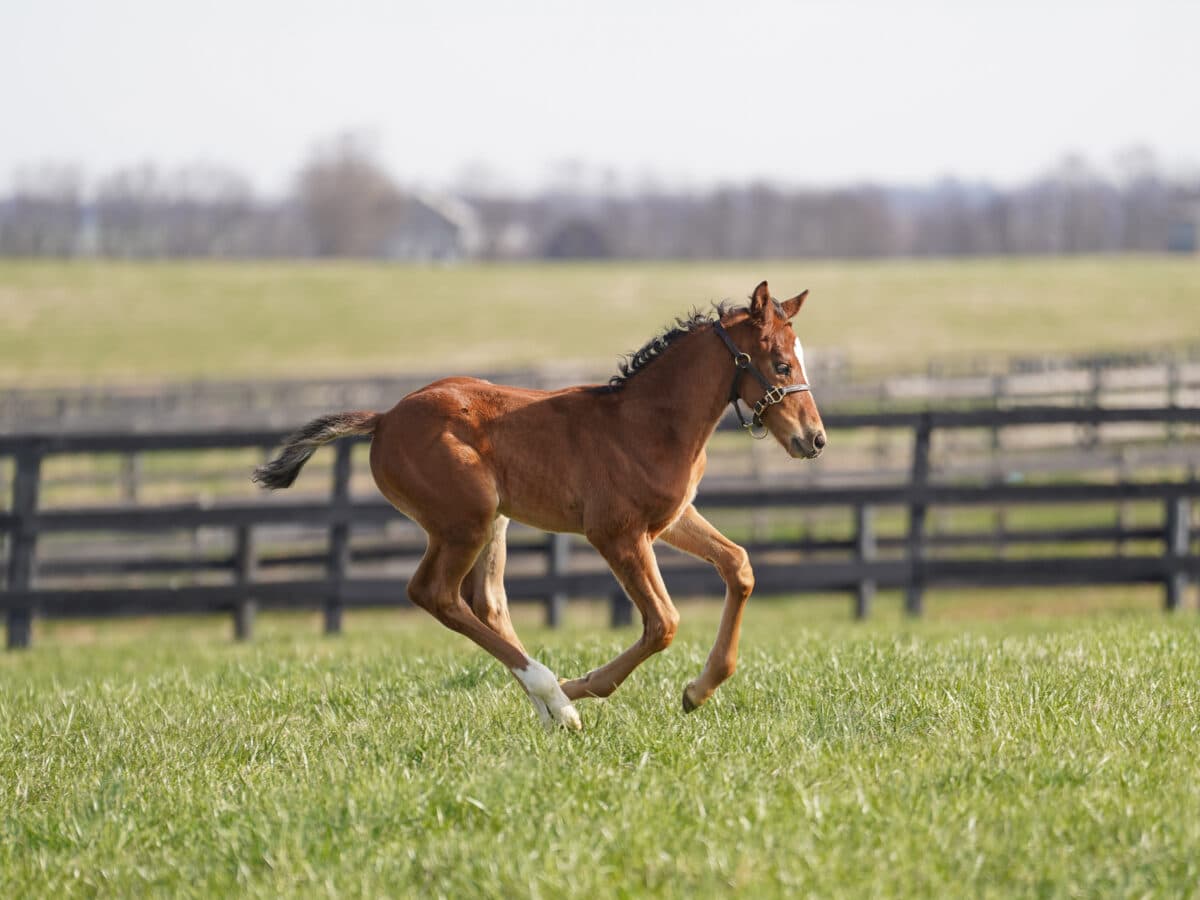 La Belle du Jour colt | Pictured at 29 days old