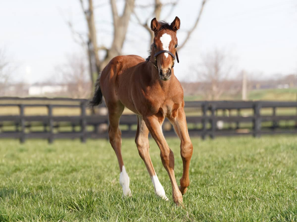 La Belle du Jour colt | Pictured at 29 days old