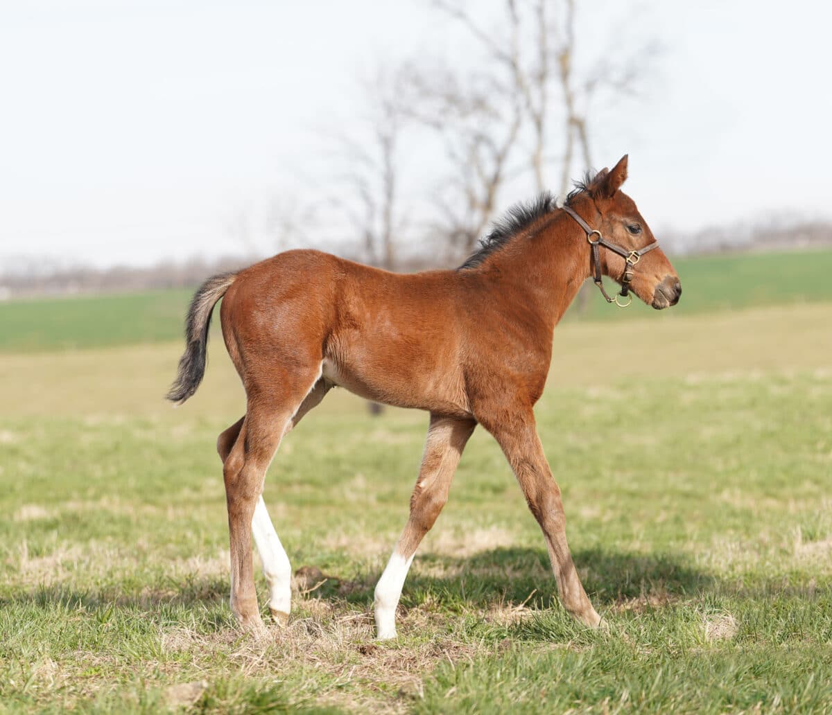 Adana colt | Pictured at 32 days old