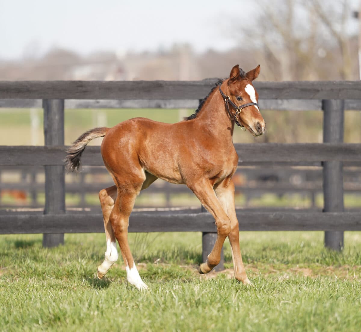 La Belle du Jour colt | Pictured at 29 days old