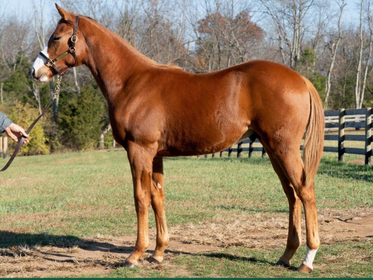 True Boots colt | Bred by Marcuzzi Thoroughbreds