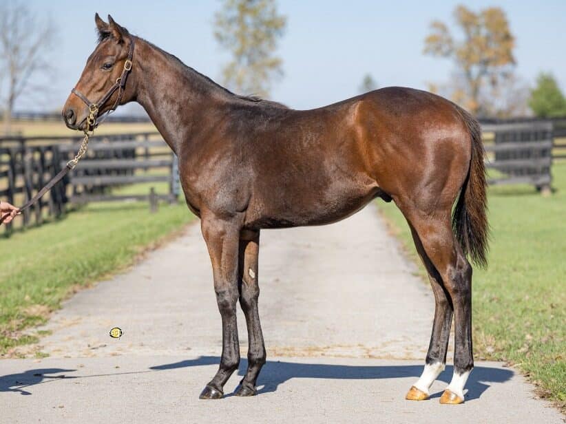 $85,000 colt at '23 F-T NOV | Purchased by Machmer Hall | Photo courtesy Fasig-Tipton