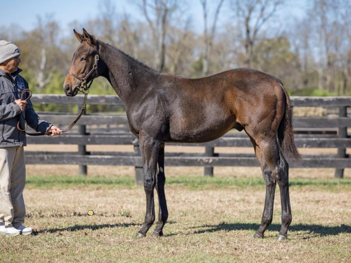 $75,000 colt at '23 KEENOV | Purchased by Scoot Stables | Photo courtesy Keeneland