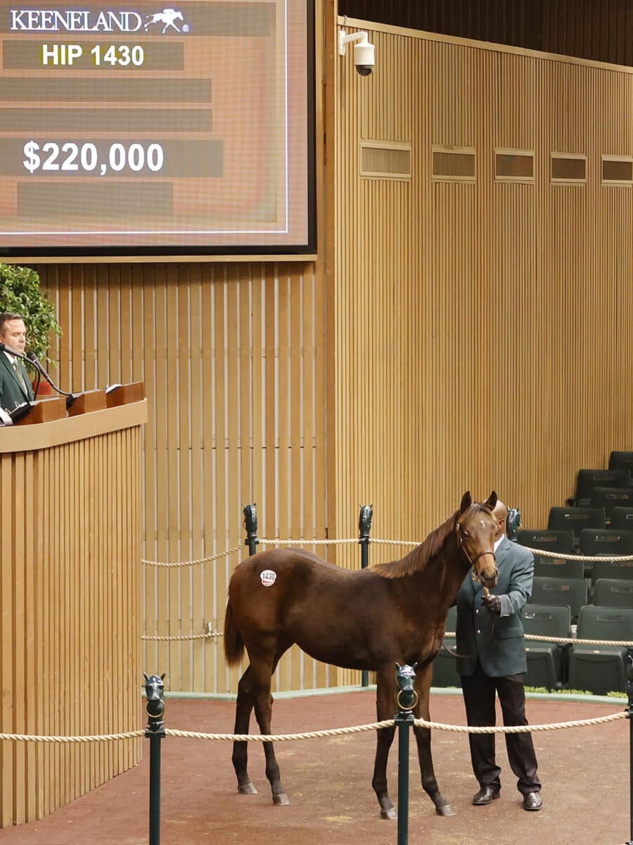 $220,000 at '23 KEENOV | Colt o/o Cartwheelin Lulu | Z photo