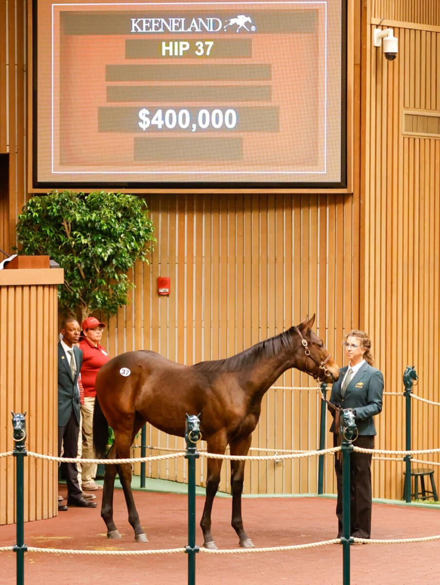 $400,000 at '23 KEENOV | Colt o/o Lady Sebelia | Nicole photo