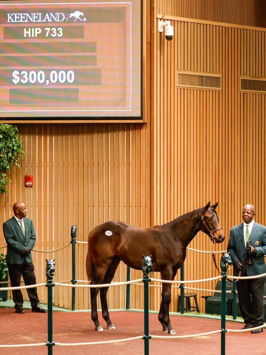 $300,000 at '23 KEENOV | Filly o/o Lady Lumberjack | Nicole photo