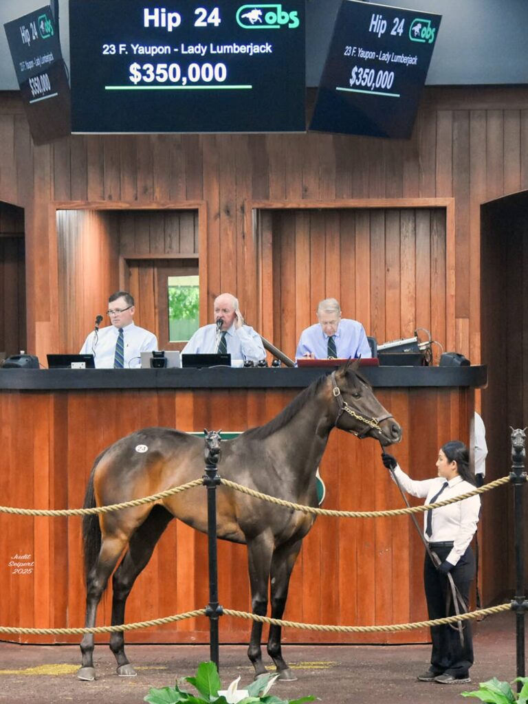 $350,000 at '25 OBSAPR | Filly o/o Lady Lumberjack | Purchased by Case Clay Thoroughbred Mgt. | Judit Seipert photo