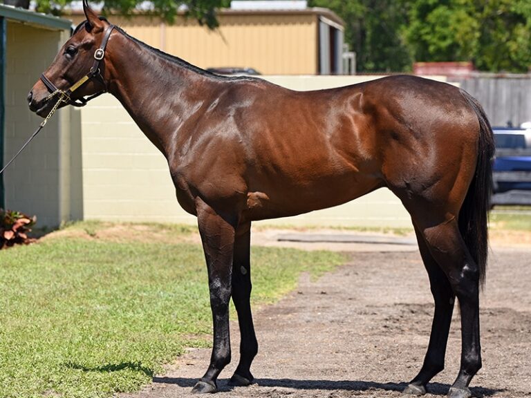 $350,000 at '25 OBSAPR | Colt o/o Bride Street | Purchased by Bill & Corinne Heiligbrodt | Photo courtesy of OBS