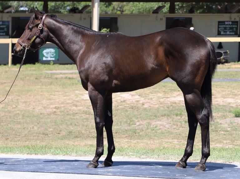 $625,000 at '25 OBSAPR | Colt o/o Chestnut Street | Purchased by Spendthrift Farm | Photo courtesy of OBS
