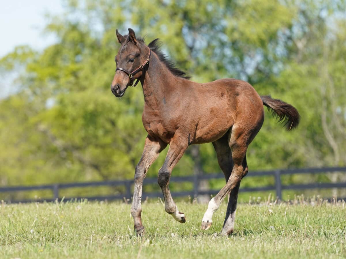 Burdeos colt | Pictured at 3 months old | Bred by Craig Upham | Nicole Finch photo