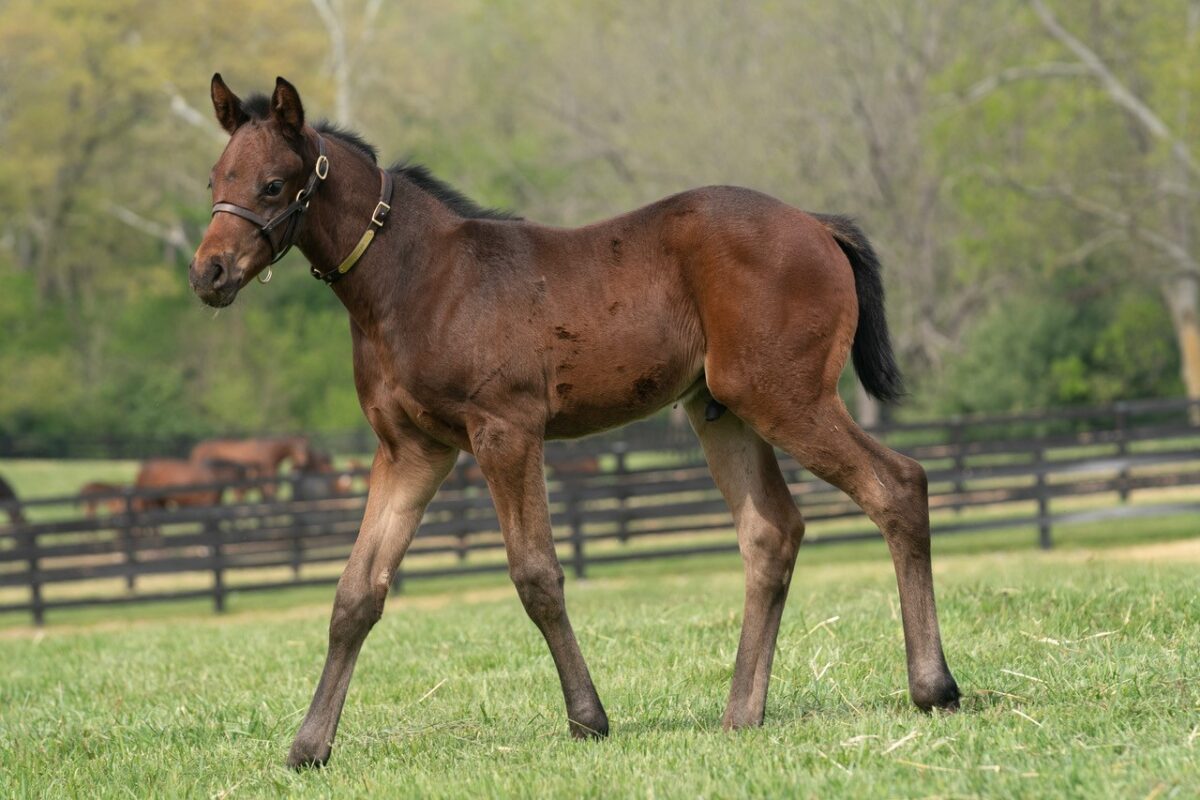 Coco Cookies colt | Pictured at 25 days old | Bred by Burleson Farms, Sequel Thoroughbreds & Joey Platts | Mathea Kelly photo
