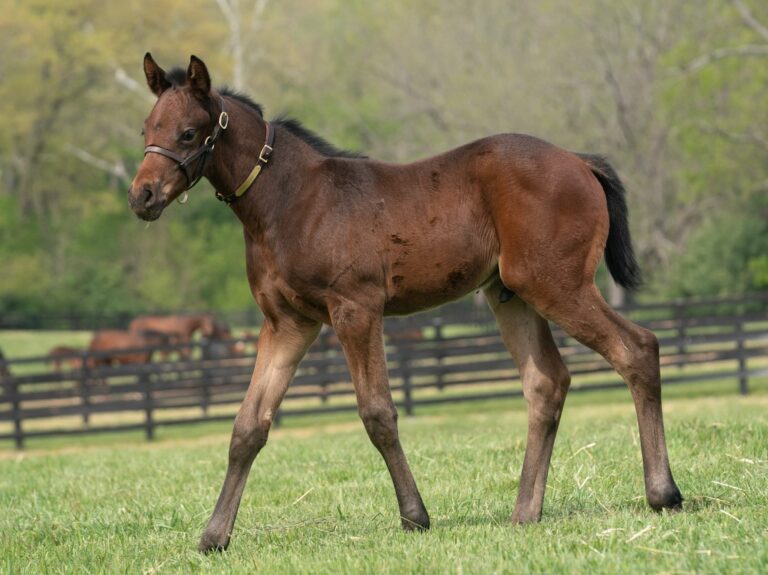 Coco Cookies colt | Pictured at 25 days old | Bred by Burleson Farms, Sequel Thoroughbreds & Joey Platts | Mathea Kelly photo