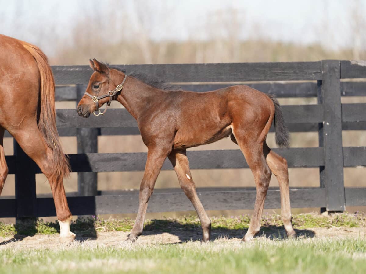 Spanxamillion colt | Pictured at 3 months old | Bred by Allen Poindexter | Nicole Finch photo