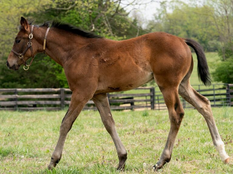 Totem Power colt | Pictured at 70 days old | Bred by Mercedes Stables | Mathea Kelly photo
