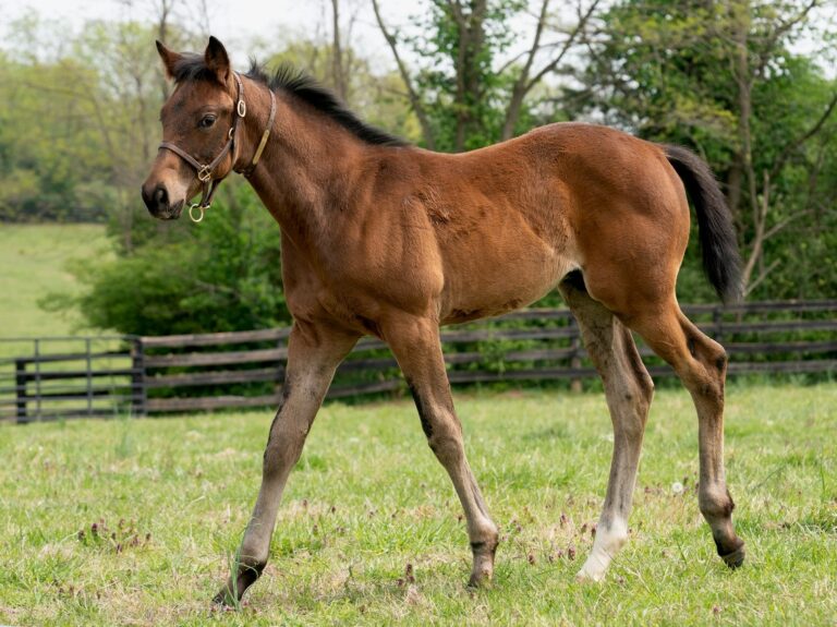 Totem Power colt | Pictured at 70 days old | Bred by Mercedes Stables | Mathea Kelly photo