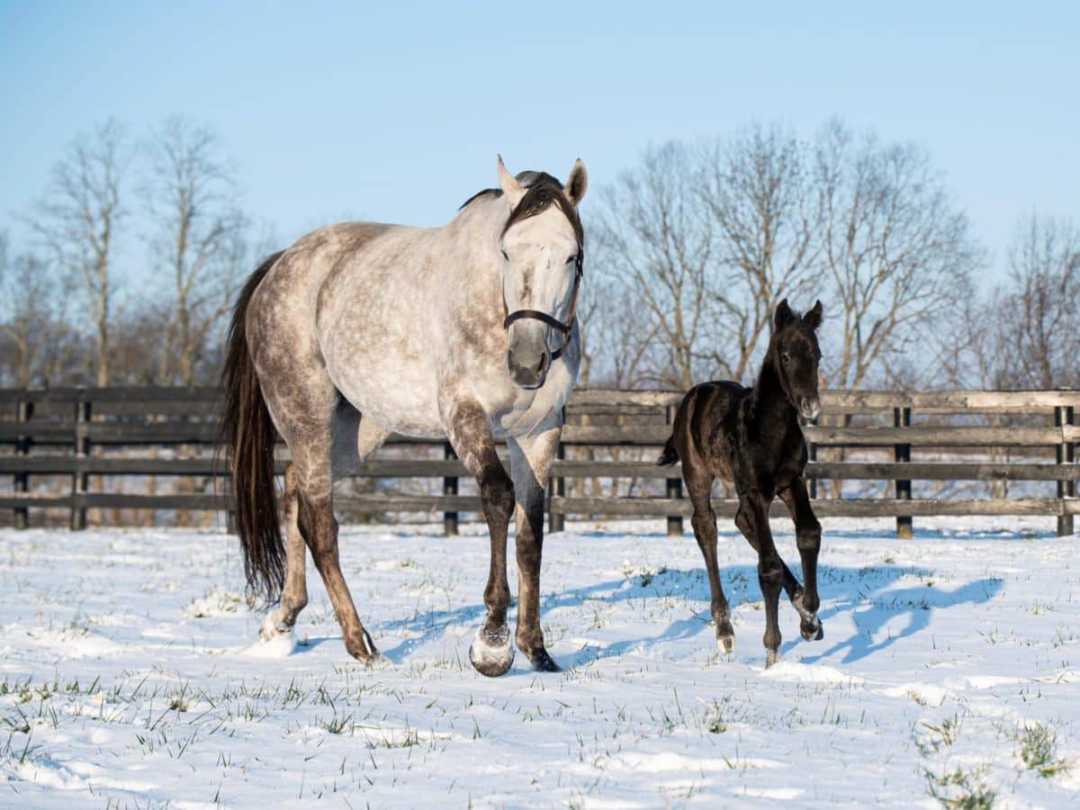 Colt by Authentic born Jan. 16 at Taylor Made Farm in Nicholasville, KY | Kelcey Loges photo