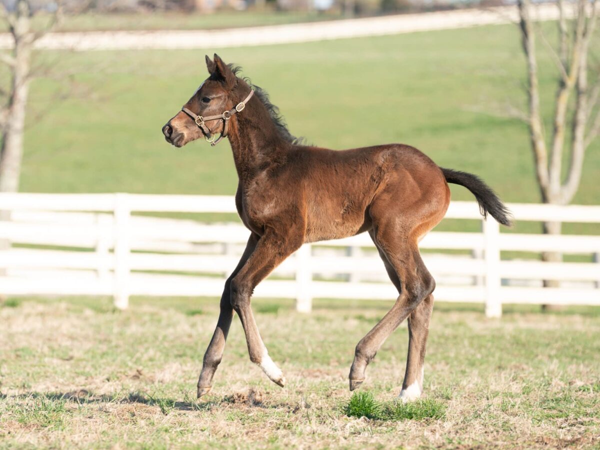 Season Maker filly | Pictured at 16 days old | Bred by BHMFR, LLC | Nicole Finch photo