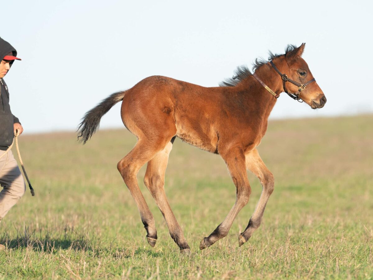 She's a Dime colt | Pictured at 41 days old | Bred by Ronald Chris Larsen | Nicole Finch photo
