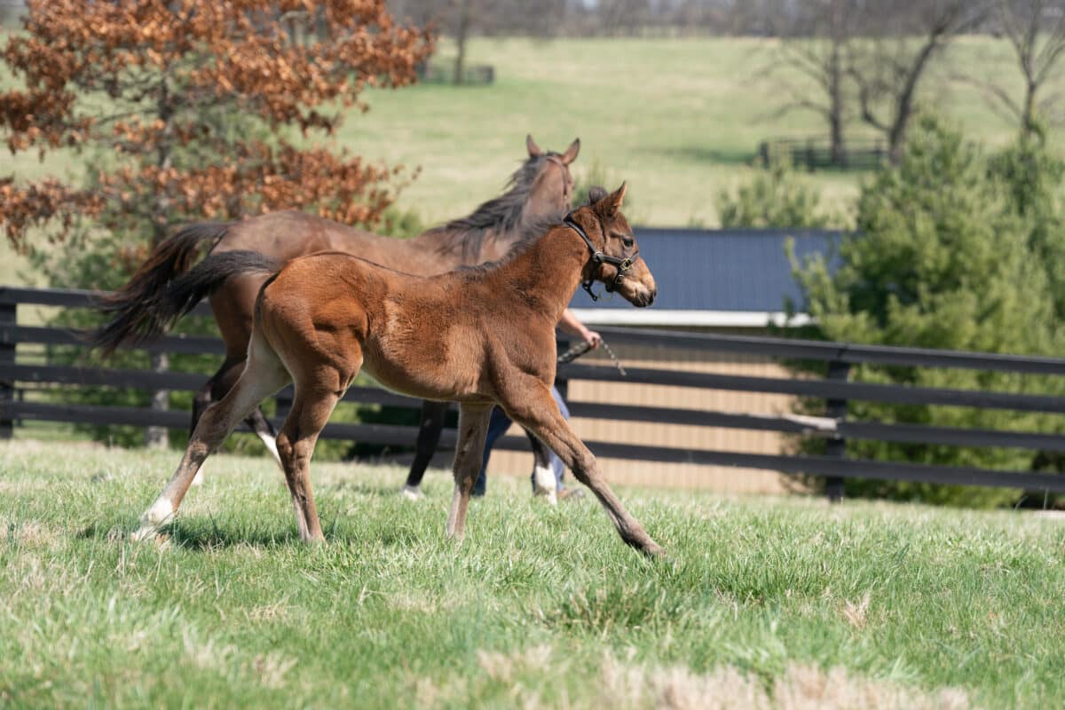 Enthrall filly | Pictured at 51 days old | Bred by KatieRich Farms | Nicole Finch photo