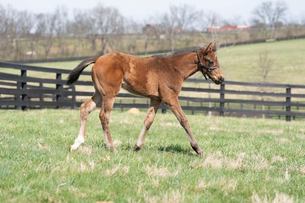 Enthrall filly | Pictured at 51 days old | Bred by KatieRich Farms | Nicole Finch photo