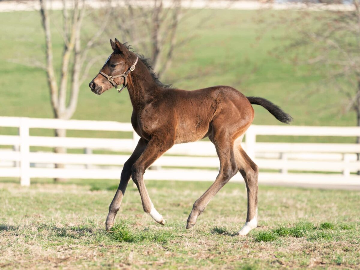 Season Maker filly | Pictured at 16 days old | Bred by BHMFR, LLC | Nicole Finch photo