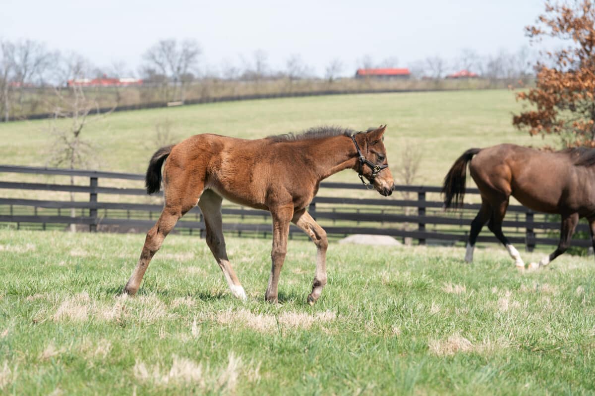 Enthrall filly | Pictured at 51 days old | Bred by KatieRich Farms | Nicole Finch photo